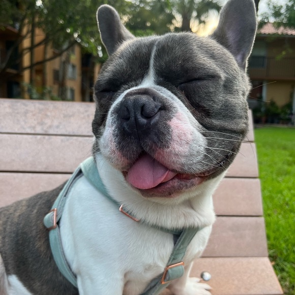 Meet your Posher, Mariah - Picture 3 of 4